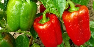 Как вырастить перец
