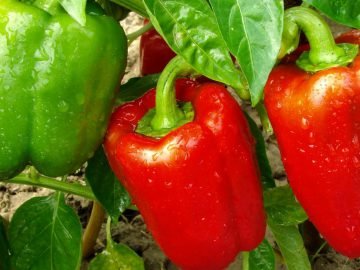Как вырастить перец