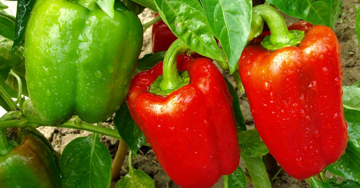 Как вырастить перец