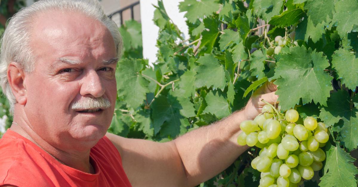 как вырастить виноград