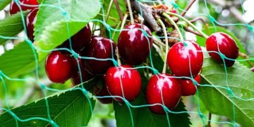как защитить черешню