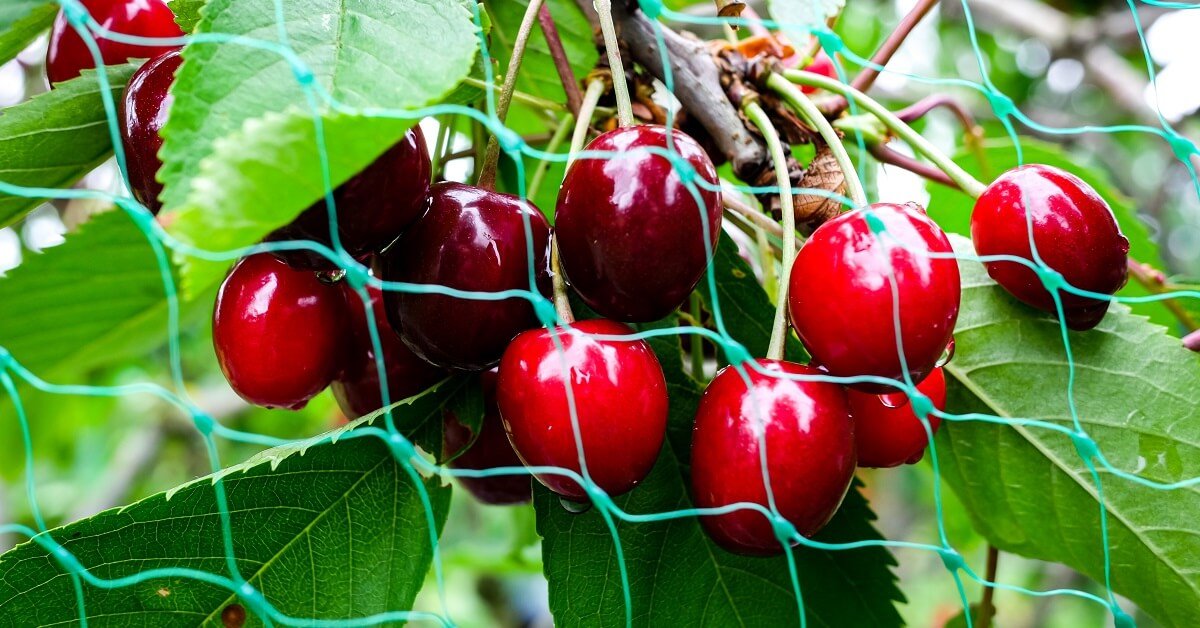 как защитить черешню