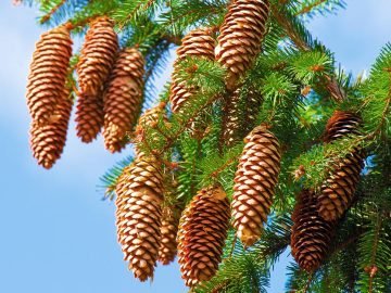 какие деревья посадить возле дома