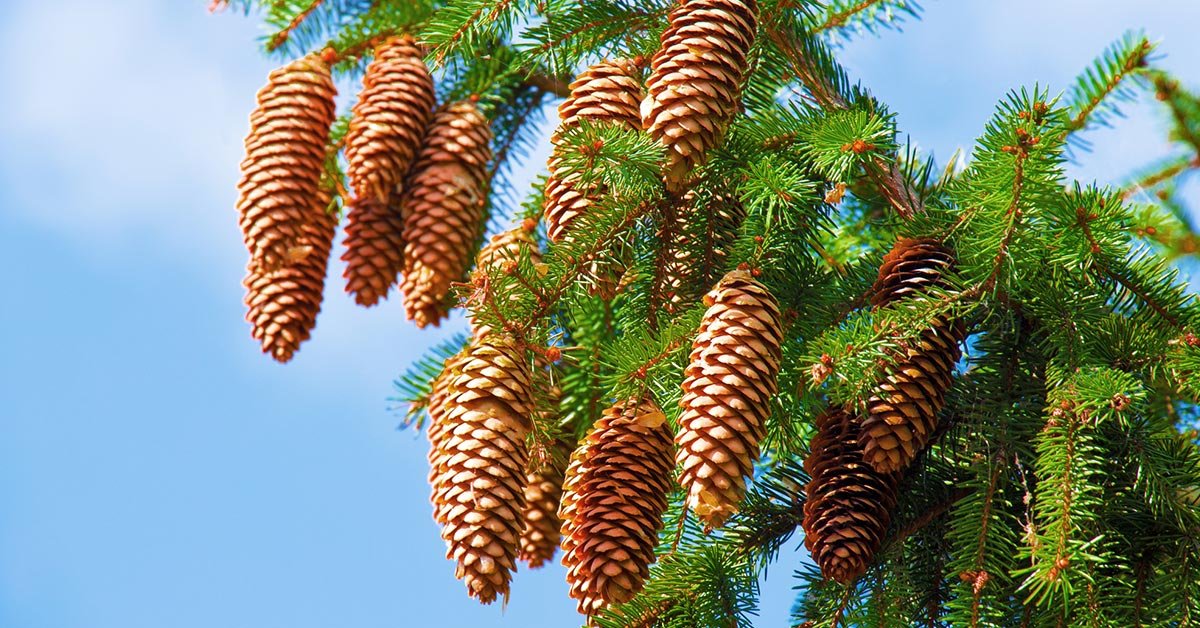 какие деревья посадить возле дома