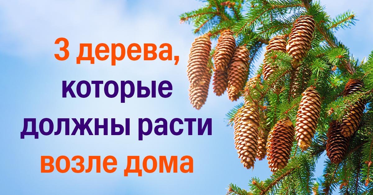 Какие деревья посадить возле дома