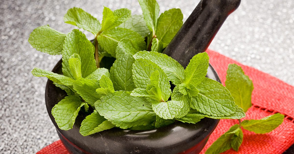 Какие комнатные растения держать дома