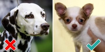 Какую собаку завести