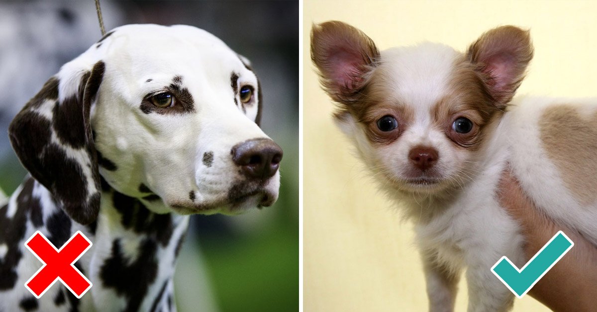 Какую собаку завести