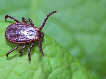 клещи в лесах