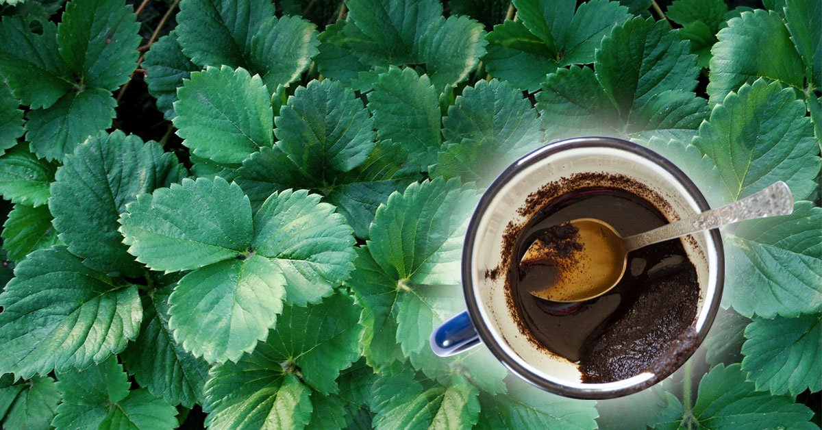 клубника и кофейная гуща