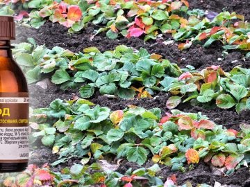 клубника и йод