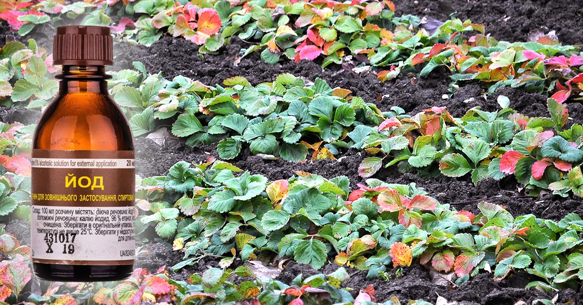 клубника и йод