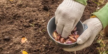 Когда сажать озимый чеснок