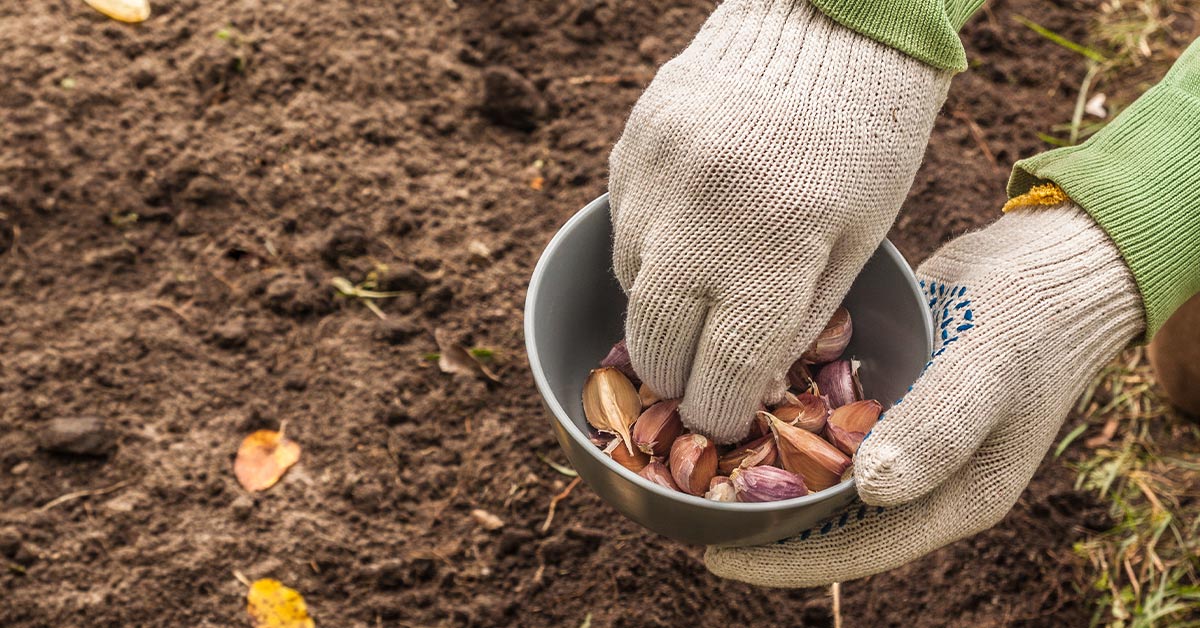 Когда сажать озимый чеснок