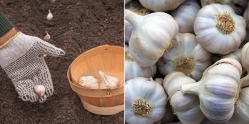 Когда сажать зимний чеснок в 2021 году