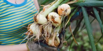 Когда убирать лук с грядки