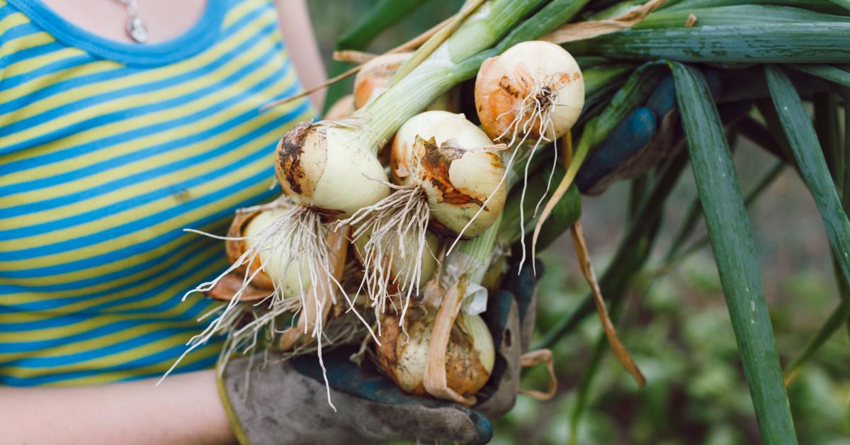 Когда убирать лук с грядки