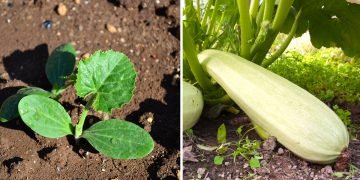 Когда высаживать кабачки