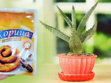 корица как удобрение