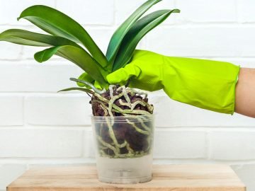 корни орхидеи