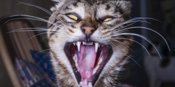 кошачьи сверхспособности