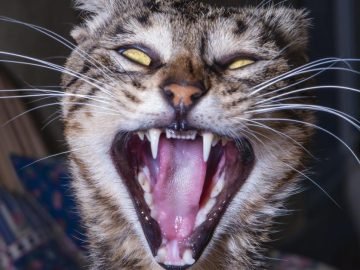 кошачьи сверхспособности