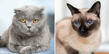 кошки со сложным характером