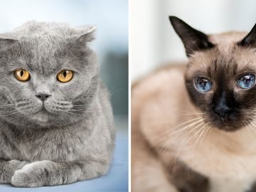 кошки со сложным характером