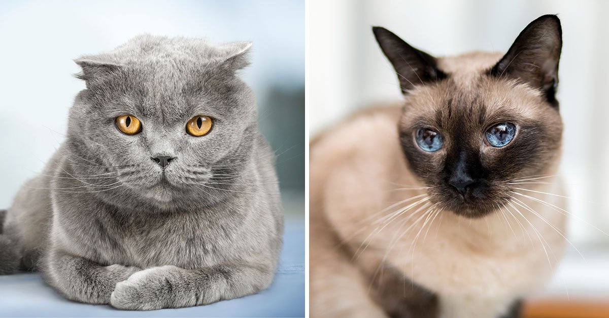 кошки со сложным характером