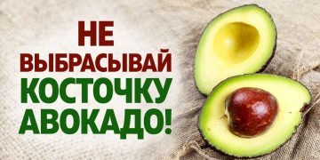 Косточка плодов авокадо