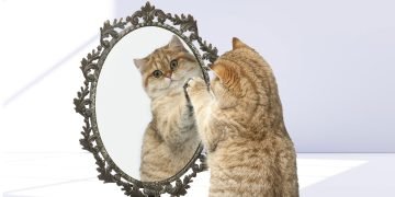 коты и зеркала