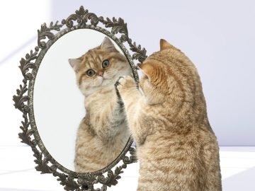 коты и зеркала