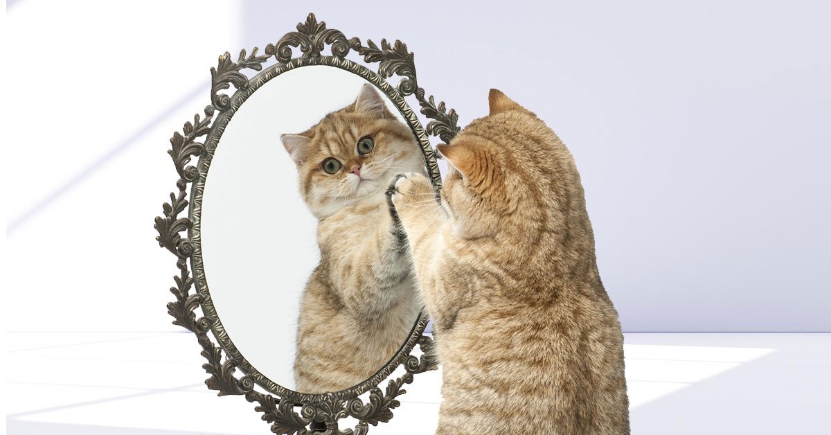 коты и зеркала