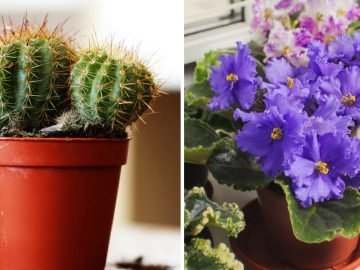 Красивые комнатные растения