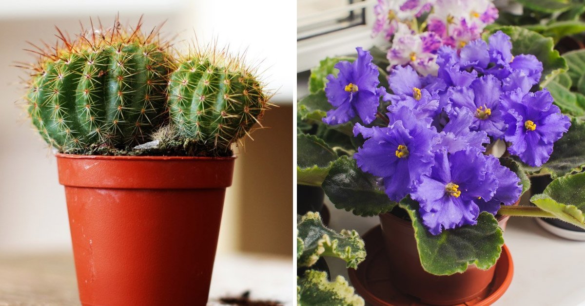 Красивые комнатные растения