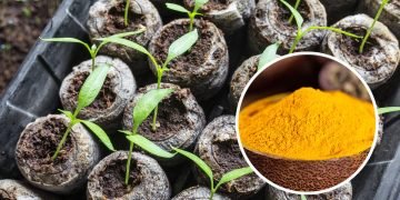 куркума и рассада