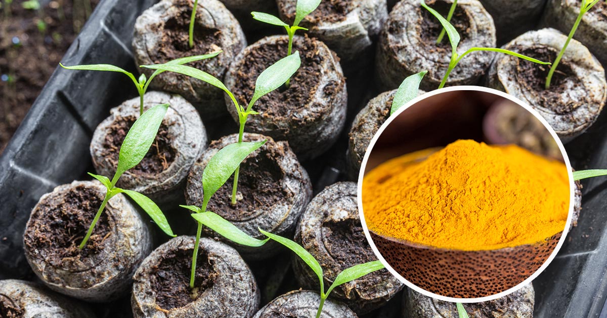 куркума и рассада