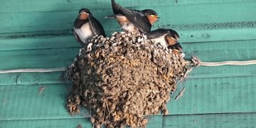 ласточкино гнездо