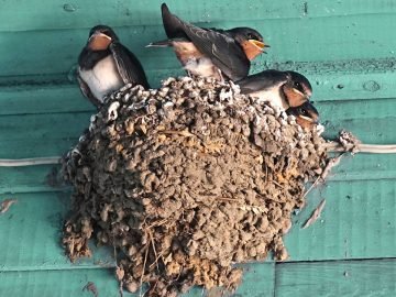 ласточкино гнездо