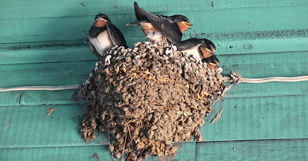 ласточкино гнездо