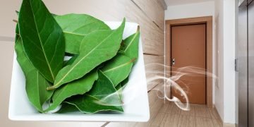 лавровый лист над дверью