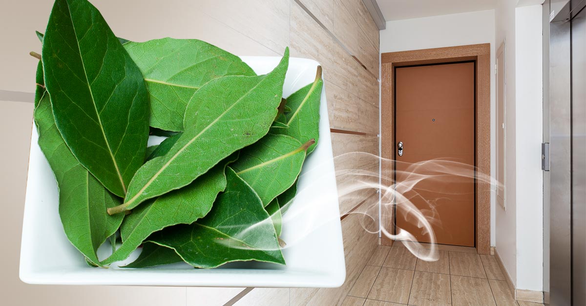 лавровый лист над дверью