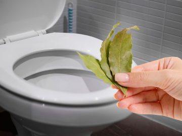 лавровый лист в туалете