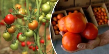 Лайфхак для созревания помидоров