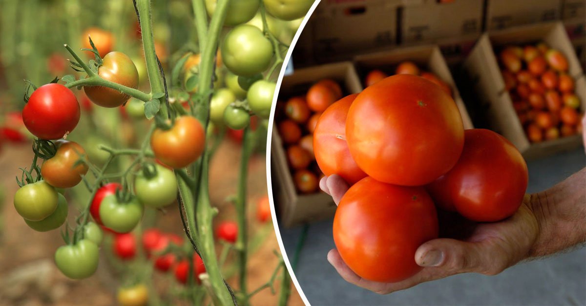 Лайфхак для созревания помидоров