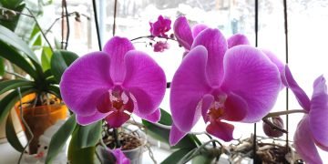 лед для орхидеи