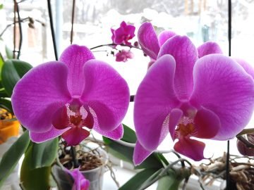 лед для орхидеи