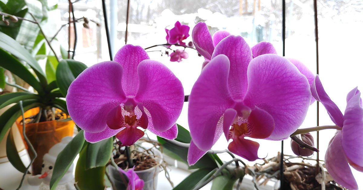 лед для орхидеи
