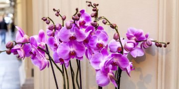 Лучшие комнатные растения