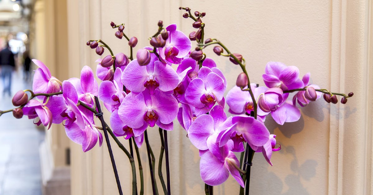 Лучшие комнатные растения